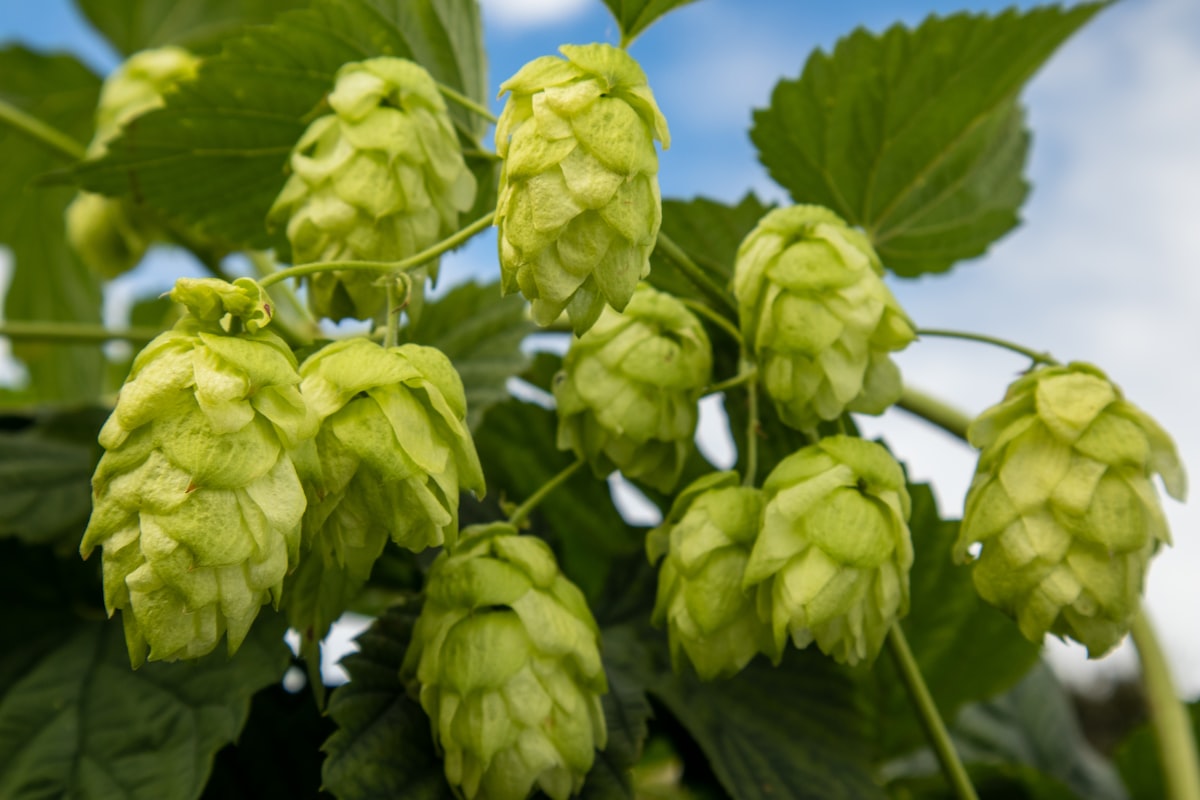 木になっているホップの毬花(緑色の松かさ状の実)