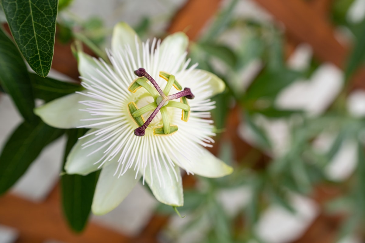 パッションフラワー(トケイソウ)の花、特徴的な糸状の副花冠と白い花弁